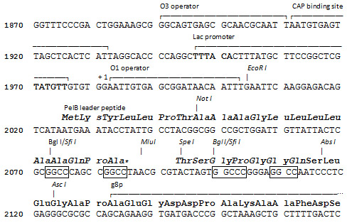 pADL-8 cloning site